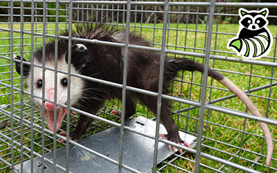 Dorchester County trapping