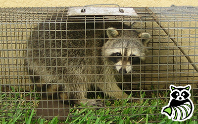 Cottageville trapping